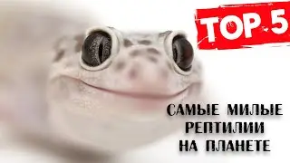 ТОП 5 САМЫХ МИЛЫХ РЕПТИЛИЙ