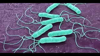 A Comparative Multiple Locus Variable Number Tandem Repeat Analysis of Helicobacter pylori Isolates