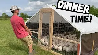 Feeding Over 400 Cornish Cross Chickens!