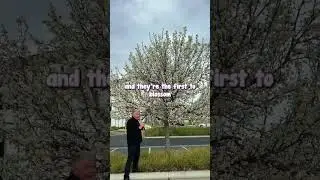 Blooming beauties - Manchurian Ornamental Pears!