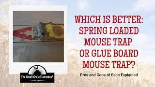 Which is Better? The Spring Loaded Mouse Trap or the Glue Board Mouse Trap?