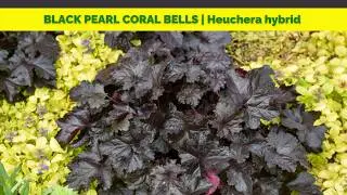 BLACK PEARL CORAL BELLS | Heuchera hybrid