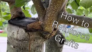 How to Reinforce Grafts So They Don’t Break Off in the Wind