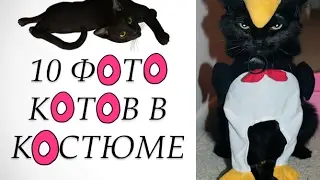 смешные коты в костюме