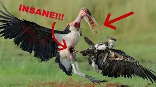 Craziest Bird Fights | Attacks!!!