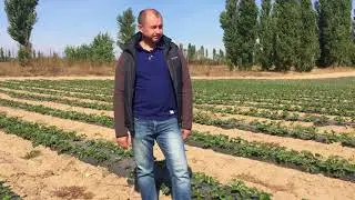 Земляника 2017 итоги: погода, питание, урожайность.
