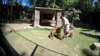 Young Tiger feeding at Australia Zoo, Australia