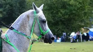 СКОРПИОН. Конный гороскоп. ЛОШАДЬ по зодиаку СКОРПИОН !!!