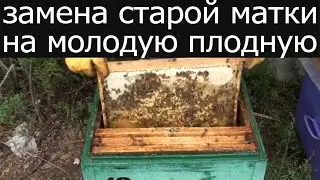 Замена старой матки на молодую плодную и обработка от клеща муравьинкой. Пчеловодство.