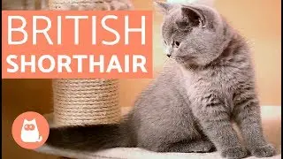 GATO BRITÁNICO de pelo corto - BRITISH SHORTHAIR