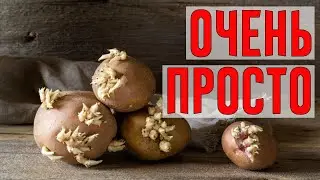 Узнала Маленькую Хитрость, Чтобы Картофель Не Прорастал!