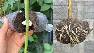 Just one bulb of garlic helps a rose branch grow a lot of roots