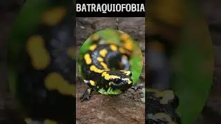 ¿Qué es la Batraquiofobia? Miedo a las Ranas y Otros Anfibios  #fobia #miedo #sabiasque