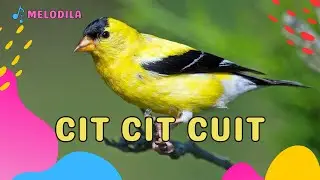 🔴 LAGU CIT CIT CUIT - Lagu Anak Anak | Lagu Anak Indonesia | Lagu Anak Balita | Lagu Anak Populer