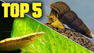 Top 5 Shrimp, Snails, & Crabs for Your Aquarium