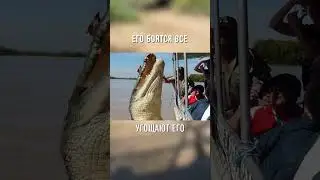 Это Самый ОПАСНЫЙ Крокодил в Австралии 