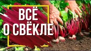 Лучшие Сорта Свёклы ✔️ Посадка и Уход ‼️ Советы От Garden-zoo