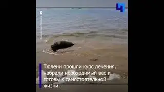 В Ленобласти выпустили в Балтийское море трех тюленей