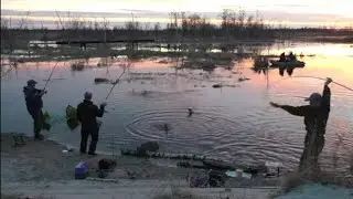 ТОЛПА рыбаков ловят тонны рыбы с МАЛЕНЬКОЙ лужи на разливе!!! НАРВАЛИСЬ НА РЫБНОЕ ЭЛЬДОРАДО🐬🎣