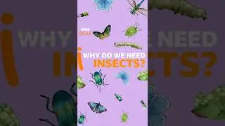 Insects are crucial to life on Earth - here's why #Shorts #Insects #BBCIdeas