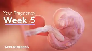 5 Weeks Pregnant - What to Expect