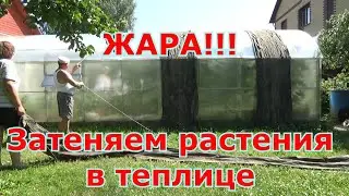 Жарко в теплице!!! Притеняю теплицу подручными средствами. Как спасти растения в жару в теплице