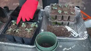 Beginner Tips - When & How to Transplant Indoor Seedlings into Larger Containers! Gardening Tips!