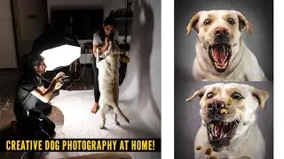 Creative Pet Photography At Home | Cute Dog Photography |