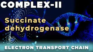 Succinate dehydrogenase | Succinate-coenzyme Q reductase | Complex II