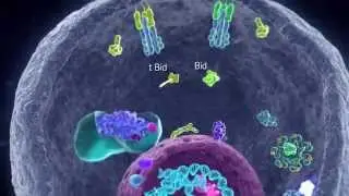 Apoptotic Pathways