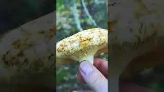 Груздь настоящий (Lactarius resimus) short #shorts #shortsvideo #svnosorog