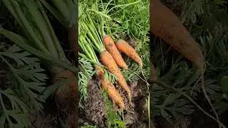 Морковь посаженная в киселе) Показываю результаты////
