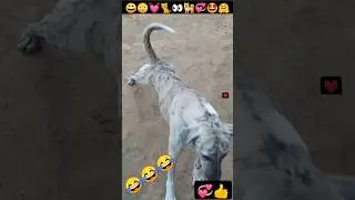 Dog |Puppy |Chote pille👻 |Funny dog #shorts #insaniyat #dog #cat #puppy #funny #animals #shortvideo