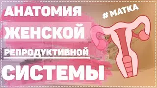 Анатомия матки / ЖЕНСКАЯ РЕПРОДУКТИВНАЯ СИСТЕМА / Женская половая система