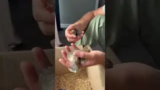 Чудо‼️необычные птицы вылупились из яйца 🥚
