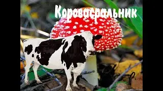 Стрим мухамор и КАРова.