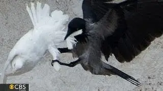 Doves released at Vatican attacked by crow and seagull