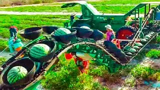 Agricultural Harvest 2021, Quirky Agricultural Harvest Machines, Harvest Pumpkins, Watermelon