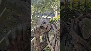 He is Groot #groot #guardiansofthegalaxy #disneyland #disney #marvel #californiaadventure