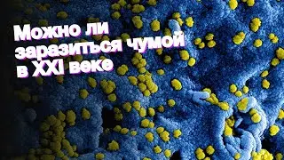 Можно ли заразиться чумой в XXI веке