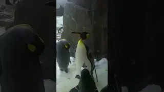 Bucket list #16 Hanging out with Penguins at SeaWorld Orlando #Shorts