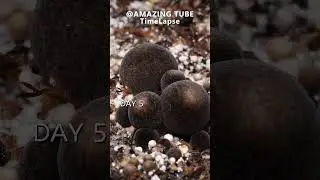 Growing Straw Mushroom - Time Lapse