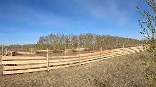 Курдючные барашки!!!