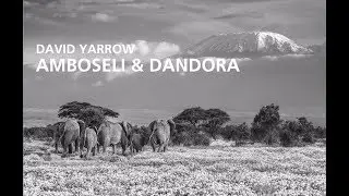 Nikon Ambassador David Yarrows Special Project: Amboseli & Dandora