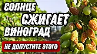 Солнечные ожоги на винограде. Как предотвратить.