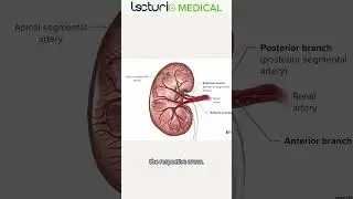 Understanding Renal Artery Anatomy 🩸  #lecturio #usmleprep