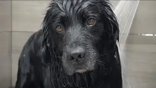 The rare Black Golden Retriever