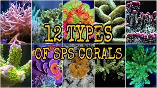 12 TYPES of Small Polyp Stony (SPS) Coral