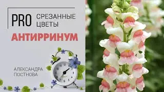 Львиный зев или антирринум - на что обратить внимание при выборе букета