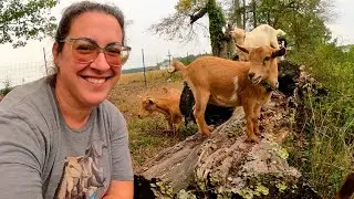 "Hurry Up & Wait" Goat Labor-Watchers Club  (Let's Take a Walk With The Goats) | Dairy Goat VLOG